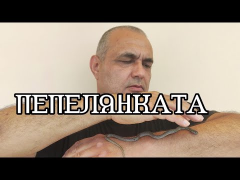 Видео: ЗМИИТЕ В БЪЛГАРИЯ НЕ СА ОПАСНИ, НАПАДАТ САМО ПРИ САМОЗАЩИТА! МНОГО ОТ ТЯХ ЗА ЗАЩИТЕНИ ОТ ЗАКОНА!!!