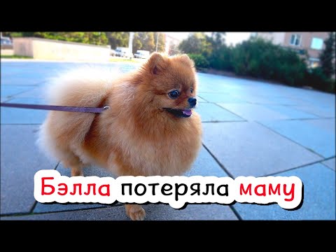 Видео: Чайное прощание. Капли Инспектор для собак от блох и клещей