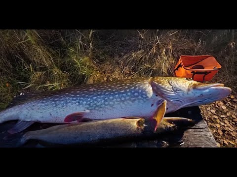Видео: Тайга.Осень-25.4 часть