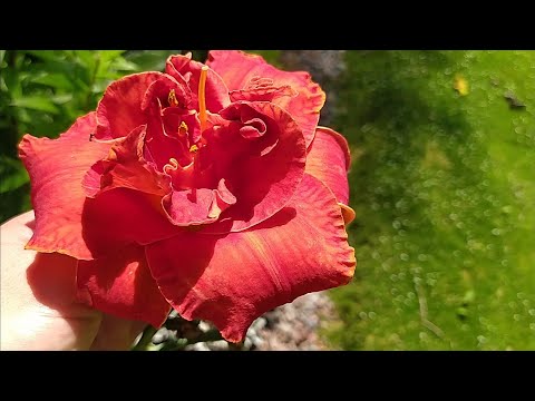 Видео: Початок серпня, що квітне в моєму саду? Посилка з новим рослинами на обмін від @Olena_Onoprienko 