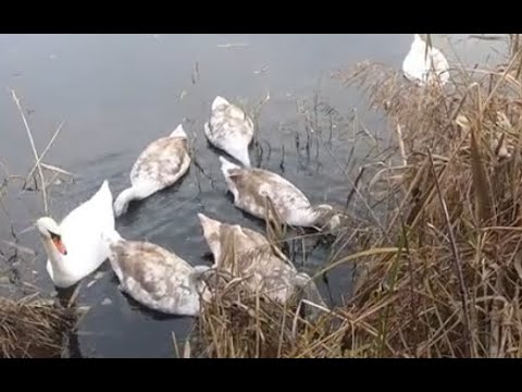Видео: Кормим лебедей