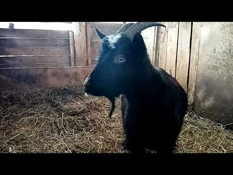 Видео: Как перевезти козу, чтоб не испачкать машину! Новая покупка!
