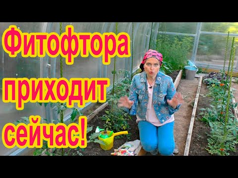 Видео: Профилактика фитофторы томатов
