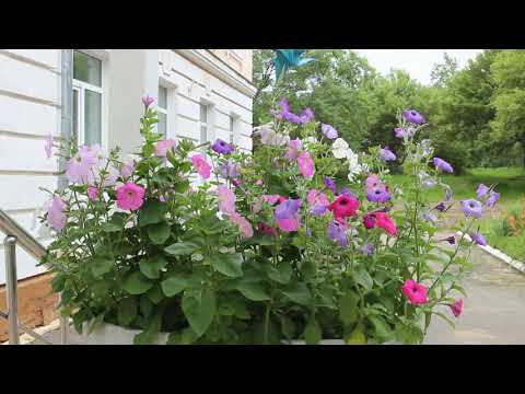 Видео: Фокино Разбойник Дунай