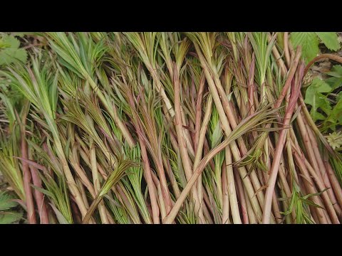 Видео: Готовим молодые побеги иван-чая (кипрея)! Жарим и квасим.