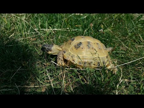 Видео: У вашей черепашки глисты???