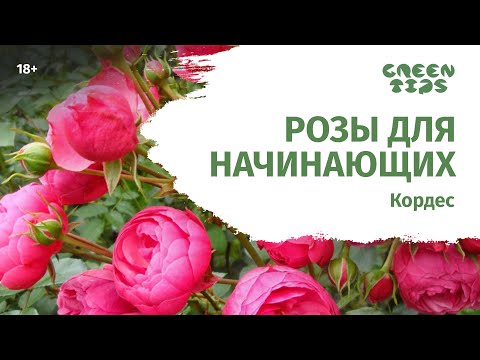 Видео: Розы для начинающих. Лучшие сорта роз Кордес.