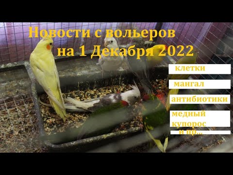 Видео: TimPtitZ: Новости с вольеров на 1 декабря 2022