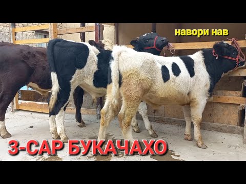 Видео: 3-САР БУКАЧАХОИ ЗОТИ БАРОИ НАСЛГИРИ БЕХТАРИН БА ФУРУШ БАРОМАД АЗ ШАХРИ ХУЧАНД