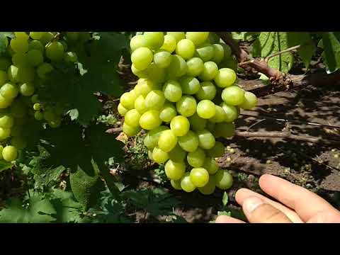 Видео: Три основные работы которые нужно сделать во время окрашивания ягод на винограднике.