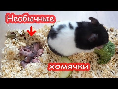 Видео: УХТЫ какой у них окрас