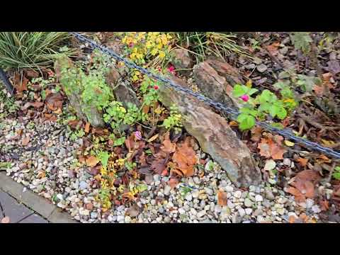 Видео: Осенние клумбы Палдиски.