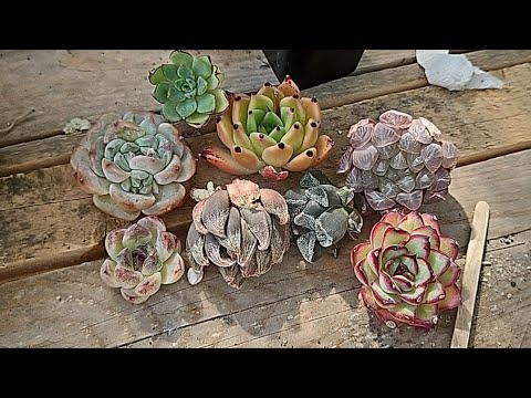 Видео: Приехали красотки от Сукко подруги.Восторг❤️🔥🥰.