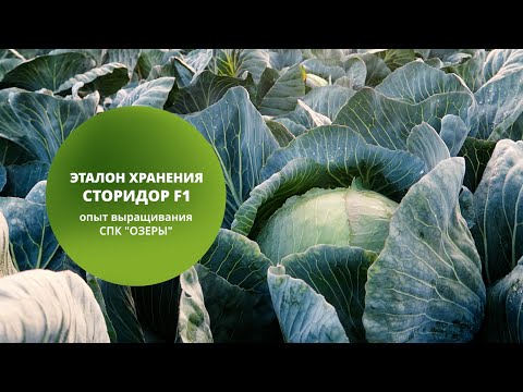 Видео: Эталон хранения - гибрид Сторидор F1. Опыт выращивания в СПК "Озеры"