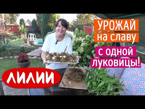 Видео: Накопала урожай с ОДНОЙ луковицы! Научу Вас также!