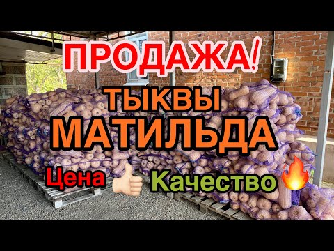 Видео: ПРОДАЖА ТЫКВЫ МАТИЛЬДА
