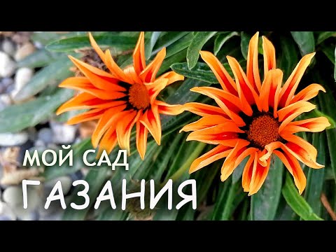 Видео: ГАЗАНИЯ Африканская ромашка