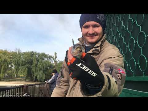 Видео: Осенняя рыбалка на хищника, Кучурганский лиман, Днестровск, ПМР. Deaf