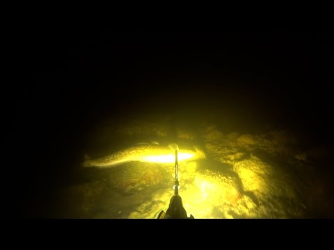 Видео: Подводная охота р. НЕВА  12.11.2023г