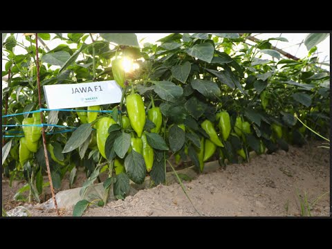 Видео: Андижоннинг JAWAси (Pepper Jawa F1-Sakata)