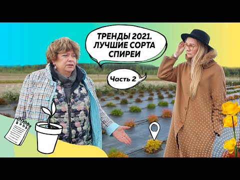 Видео: Декоративные кустарники | Спирея | Пузыреплодник | Береза нана@leskovo.pitomnik