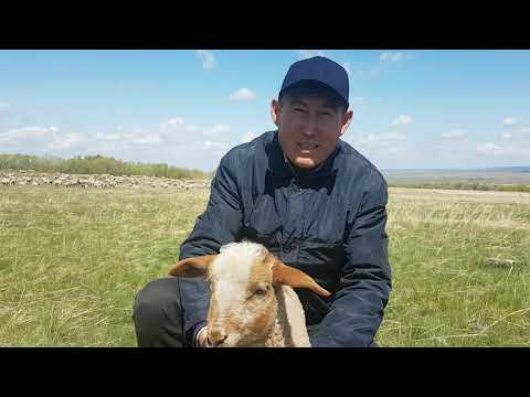 Видео: Әр қазақ бай болсын! Гемпширдің қозылары - 2019