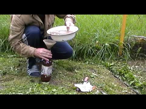 Видео: как пробудить споры белого гриба