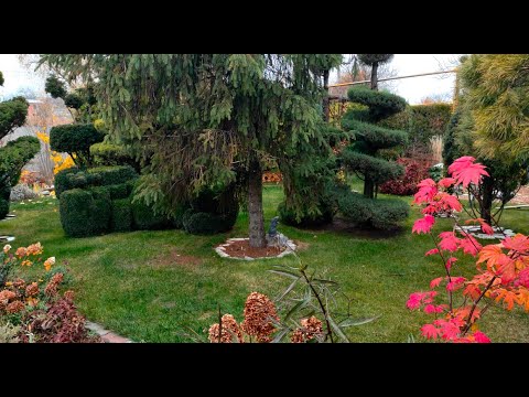 Видео: Крайній врожай, прибирання. Отримала щеплені карликові ялиці