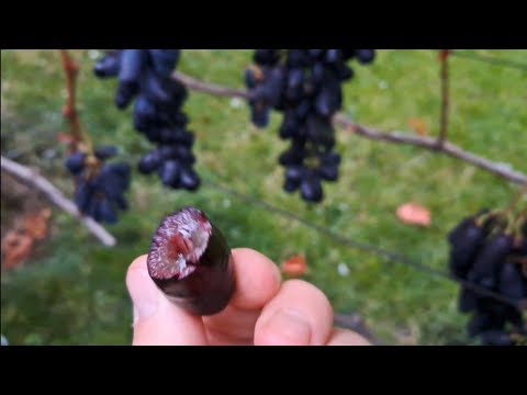 Видео: СЕКРЕТ винограду АВАТАР!2025р.