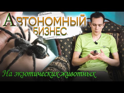 Видео: Бизнес на экзотических животных (на примере пауков-птицеедов)