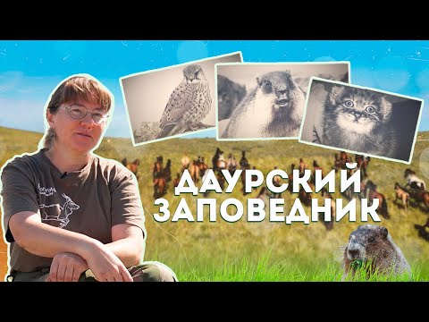 Видео: ДАУРСКИЙ ЗАПОВЕДНИК