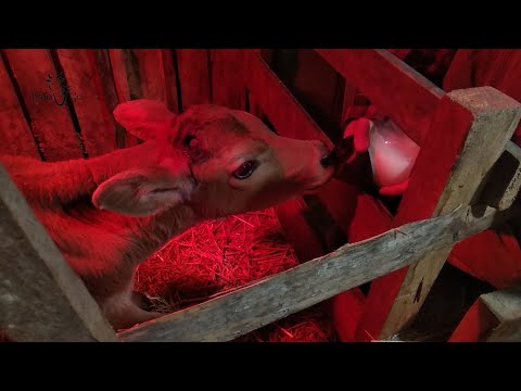 Видео: Обезроживание (от слова Рог)  телёнка термокаутером. Самый гуманный способ.