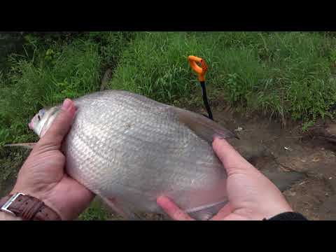 Видео: Рыбалка на донки. Ловля леща на фидер. Рыбалка на Оке. Река Ока Алексин.