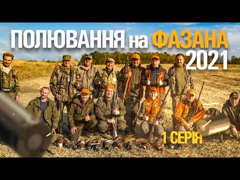Видео: ПОЛЮВАННЯ НА ФАЗАНА З СОБАКАМИ 2021 | ТРОФЕЙНА ОХОТА | ЧАСТИНА 1.