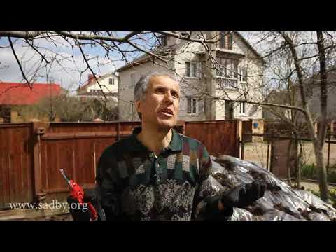 Видео: Яблоня: ищем центральный проводник. Урок 8. Обрезка плодовых деревьев. ©