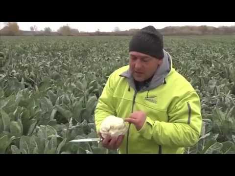 Видео: Цветная капуста Форталеза бренда Seminis - надежность и качество в любых условиях!