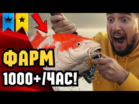 Видео: 🔴 РР4 СТРИМ | НОВЫЕ ТОЧКИ для Фарма! РОЗЫГРЫШ Каждые 20 минут