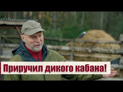 Видео: Белорус выходил дикого поросёнка и тот не хочет уходить обратно в лес! // История Яши