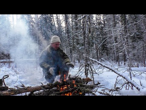 Видео: Морозы, проверка путиков, соболя. Собаки дуркуют.