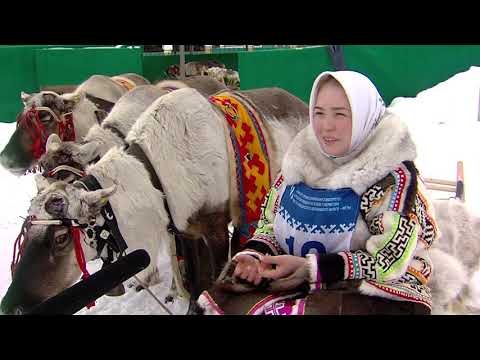 Видео: Оленеводы в Ханты-Мансийске