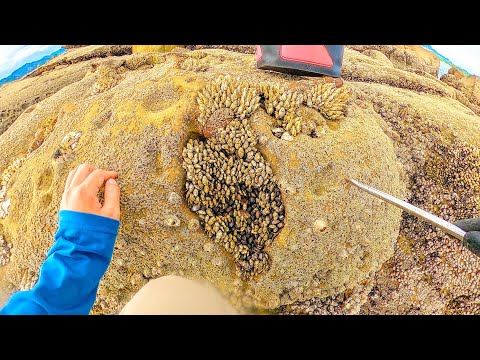 Видео: Я живу в портовом городе и живу, поймав рыбу бесплатной приманкой.