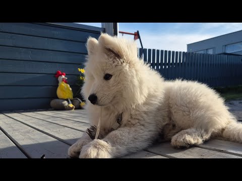 Видео: Как я живу с фолликулярной лимфомой после лечения.