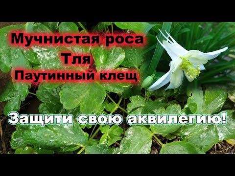 Видео: Аквилегия - посадка, размножение, болезни, вредители. Паутинный клещ, мучнистая роса на аквилегии.