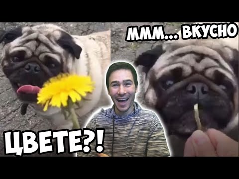 Видео: ОТКАЧЕНИ КУЧЕТА И КОТКИ?!
