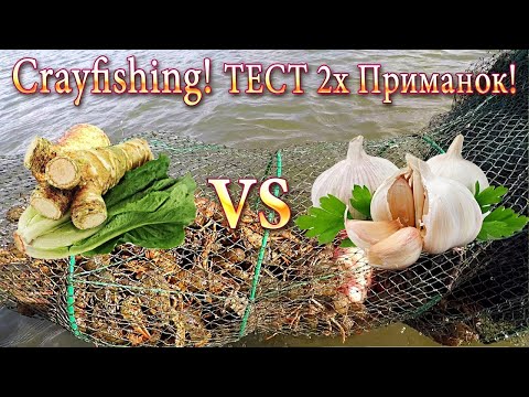 Видео: Рак! Тест 2х Приманок: Корень Хрена Против Чеснока!