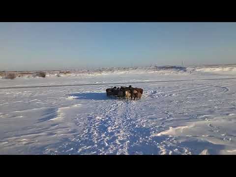 Видео: Поение овец "баранов"зимой, сколько раз в сутки нужно поить овец в зимний период.
