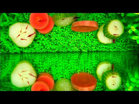 Видео: Креветочник. Расширяю рацион и бактериальная вспышка. Диатомовые водоросли, как предвестник беды.