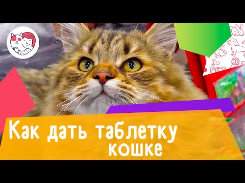 Видео: 5 способов дать таблетку кошке