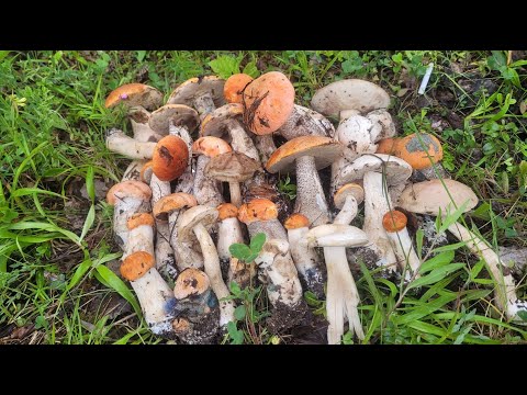 Видео: Я в Шоке, Супер разведка по грибам 2024
