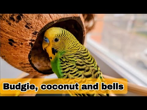 Видео: Budgie, coconut and bells / Волнистый попугайчик, кокос и колокольчики